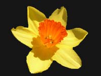 Bulaklak ng Daffodils
